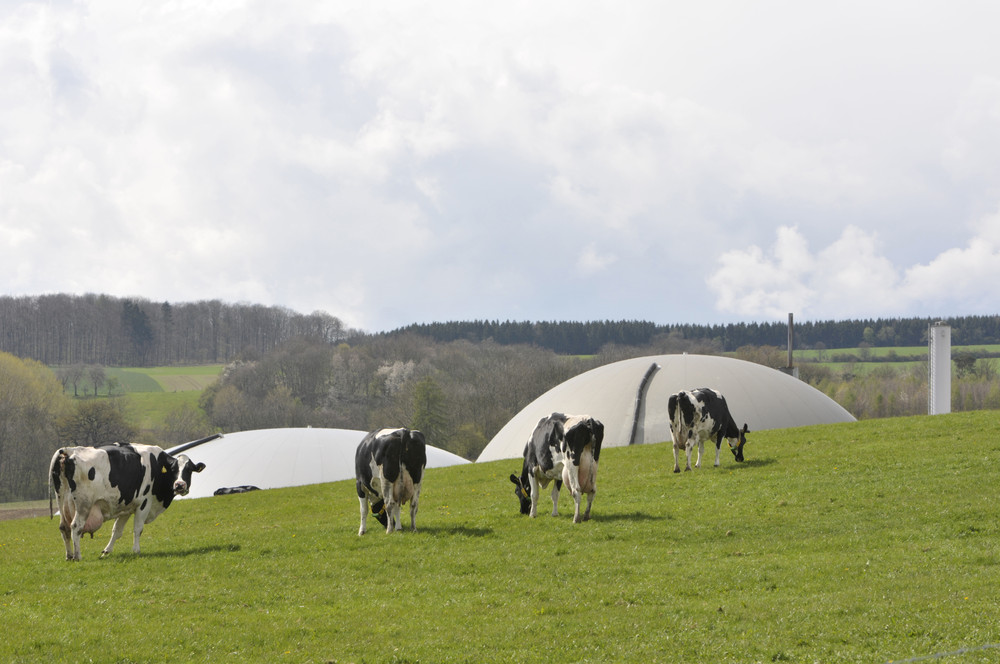 Wirtschaftsdüngervergärung: Kühe vor einer Biogasanlage 